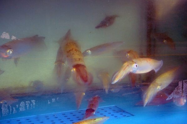 Seokdo Fisheries ([석도수산])(석도수산) - Image 3