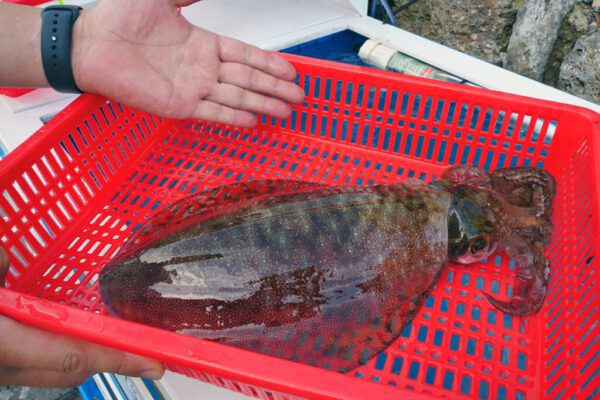 Seokdo Fisheries ([석도수산])(석도수산) - Image 8