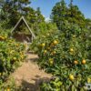 济州岛柑橘园 (Jeju dǎo gānjú yuán) (Jeju Mandarin Orchard)(제주에인 감귤밭)