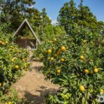 Jeju-ein Gamgyulbat (Jeju Island Citrus Grove)(제주에인 감귤밭)