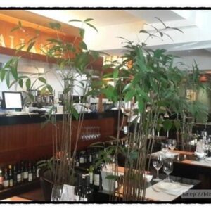 노바이탈리아노